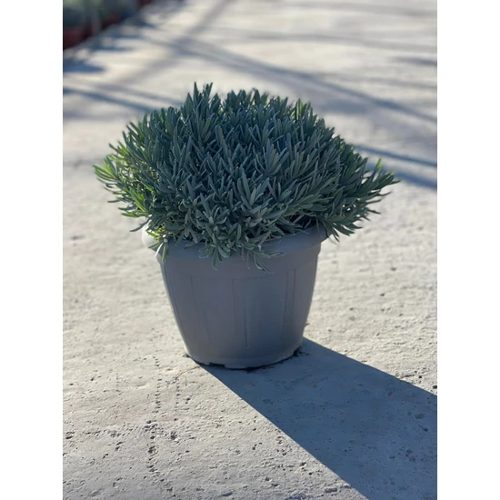 Levendula BOKOR LAVANDULA ANGUSTIFOLIA BOKOR CS25-K5,5