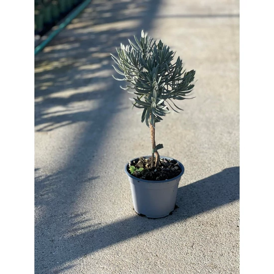 LevendulaLAVANDULA ANGUSTIFOLIA MINI TÖRZS K1,5