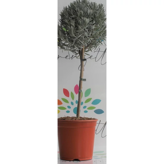 Levendula LAVANDULA ANGUSTIFOLIA T1/4 K3