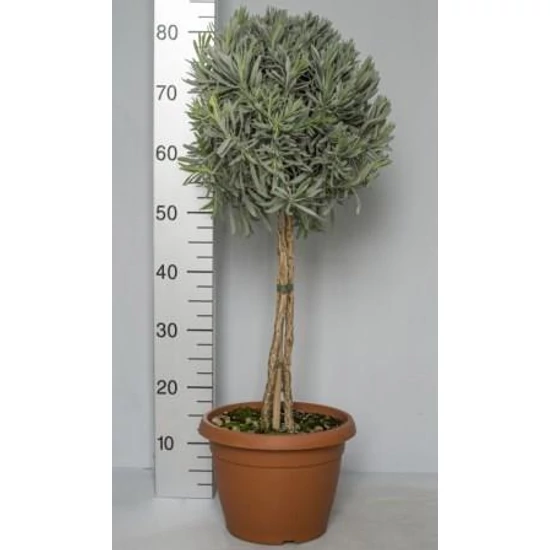Levendula LAVANDULA ANGUSTIFOLIA T1/4 CS25-K5,5