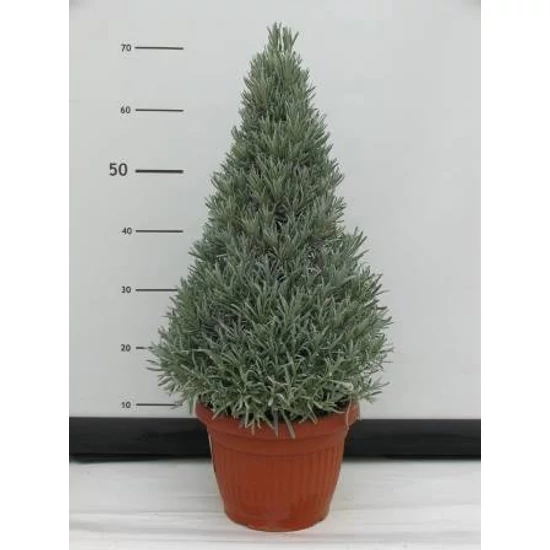 Levendula PIRAMIS LAVANDULA ANGUSTIFOLIA PIRAMIS CS35-K30