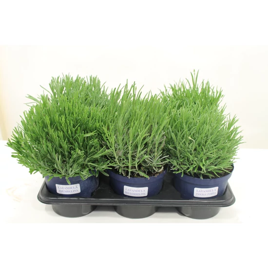 Levendula    LAVANDULA MIX K1,5