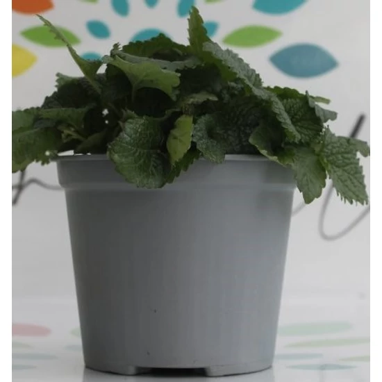 Citromfű FŰSZERNÖVÉNY-MELISSA OFFICINALIS K1,5 