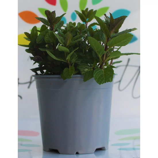 Menta FŰSZERNÖVÉNY-MENTHA FAJTÁK K1,5