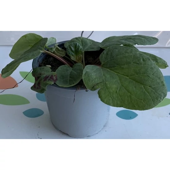 Rebarbara FŰSZERNÖVÉNY-RHEUM RHABARBARUM K1,5