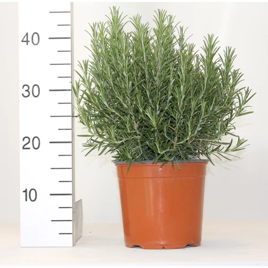 Rozmaring ROSMARINUS OFFICINALIS BOKOR K3
