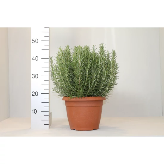RozmaringROSMARINUS OFFICINALIS BOKOR CS25-K5,5
