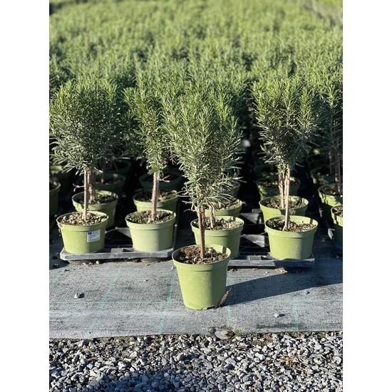 Rozmaring MINI TÖRZS ROSMARINUS OFFICINALIS MINI TÖRZS K1,5
