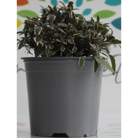 Zsálya FŰSZERNÖVÉNY-SALVIA 4-5 SZÍNVARIÁCIÓ K1,5
