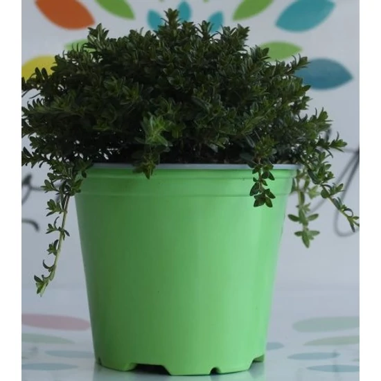 Borsikafű FŰSZERNÖVÉNY-SATUREJA HORTENSIS K1,5