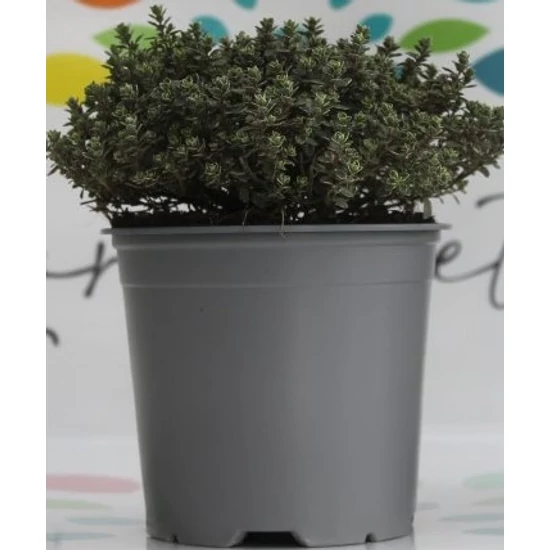 Kerti kakukkfű FŰSZERNÖVÉNY-THYMUS SZÍNVARIÁCIÓK K1,5