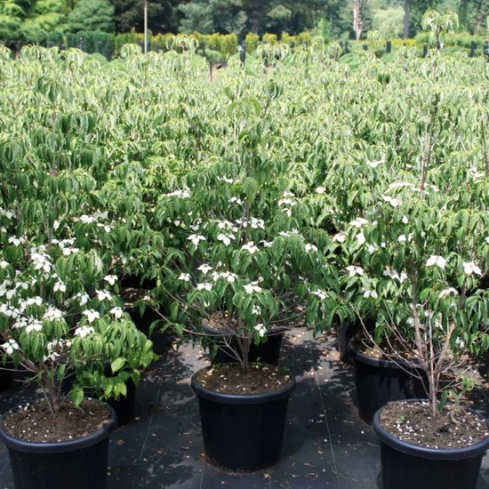 Csillagsom CORNUS KOUSA MILKY WAY 100/125 K25