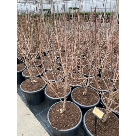 Csillagsom CORNUS KOUSA SCHMETTERLING 100/+ K25