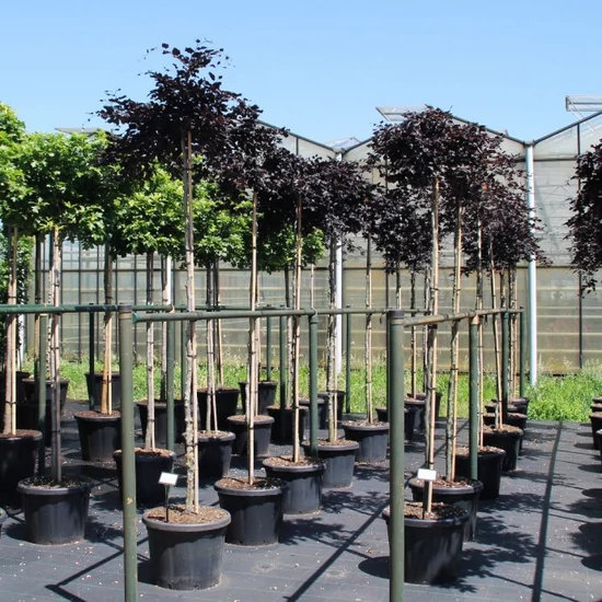 Vörös levelű bükk  FAGUS SYLVATICA ROHAN RED WEEPING T200 K45