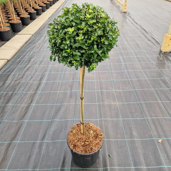 Kékeslevelű magyal ILEX MESERVEAE LITTLE RASCAL GÖMB 20/30 K8