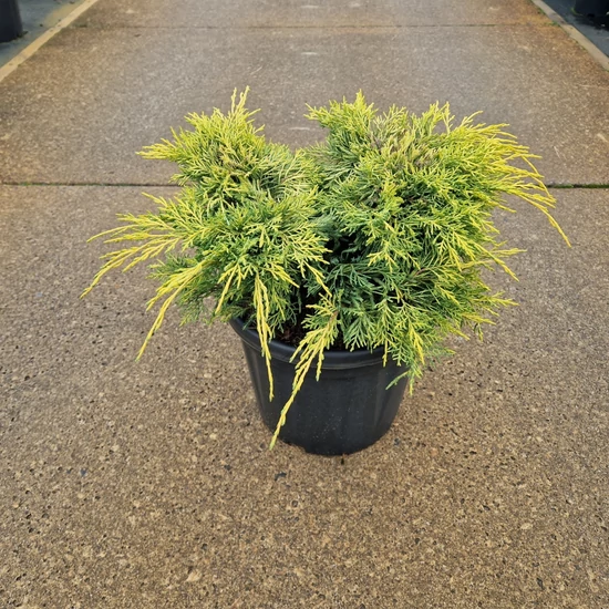 Terülő boróka  JUNIPERUS MEDIA KING OF SPRING 30/40 K8