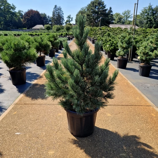 Kék cirbolyafenyő  PINUS CEMBRA GLAUCA 60/70 K20