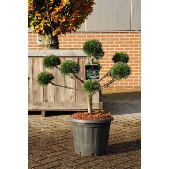 Hosszútűjű gömb feketefenyő  PINUS NIGRA BREPO BONSAI 40/50 K20