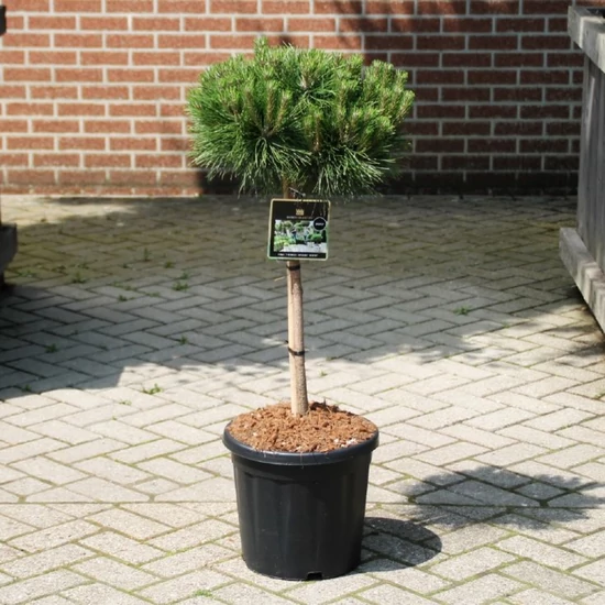Hosszútűjű gömb feketefenyő PINUS NIGRA BREPO T50 25/30 K8