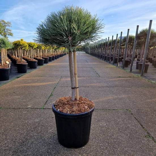 Törpe erdeifenyő   PINUS SYLVESTRIS WATERERI T40 30/35 K18