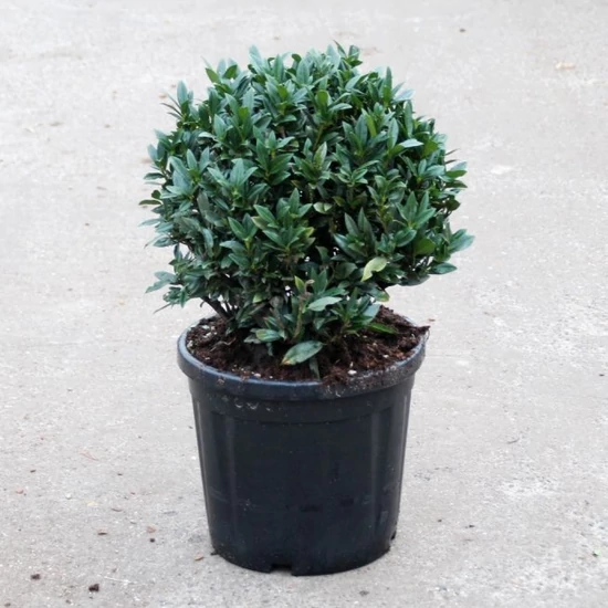 Babérmeggy    PRUNUS LAUROCERASUS GAJO GÖMB 35/+ K18