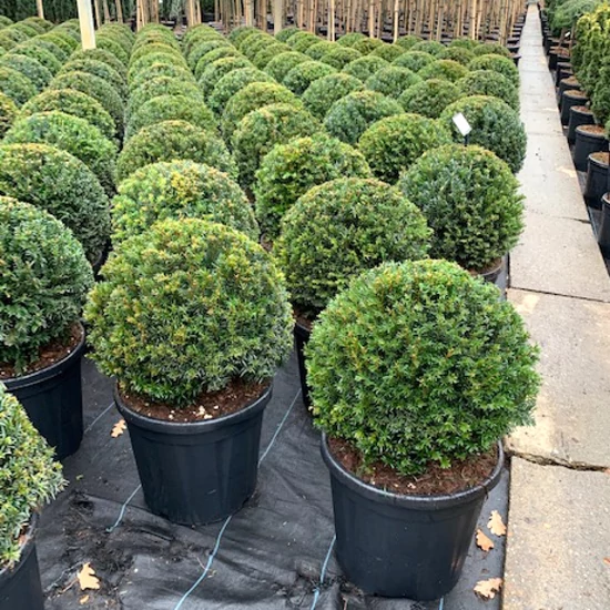 Közönséges tiszafa   TAXUS BACCATA GÖMB 35/40 K18