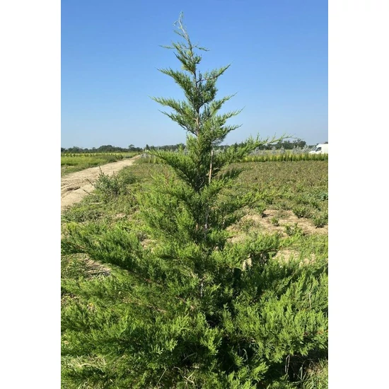 Leyland ciprus CUPRESSOCYPARIS LEYLANDII VITO 125/150*