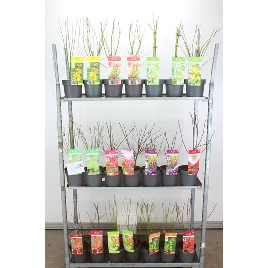 Japán juhar   ACER PALMATUM FAJTÁK 40/50 K3