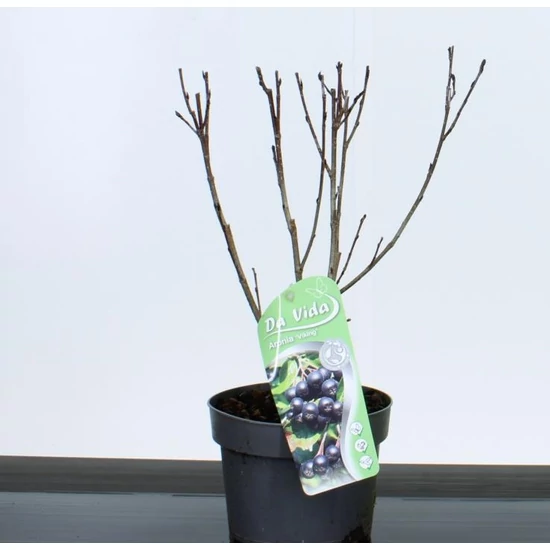 Fekete törpeberkenye ARONIA PRUNIFOLIA VIKING 35/40 K3