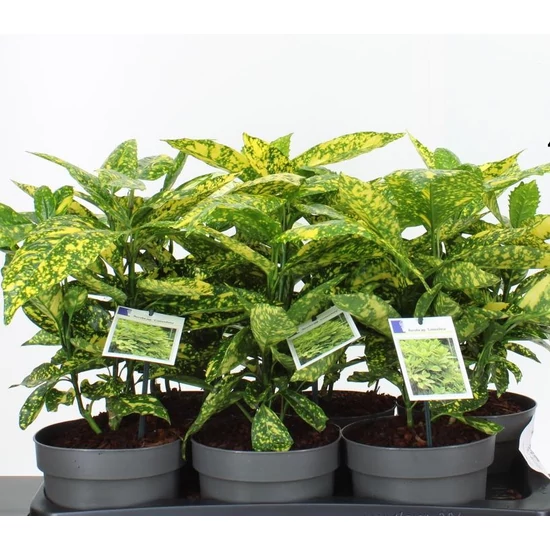 Márványos babérsom AUCUBA JAPONICA CROTONIFOLIA 20/30 CS17
