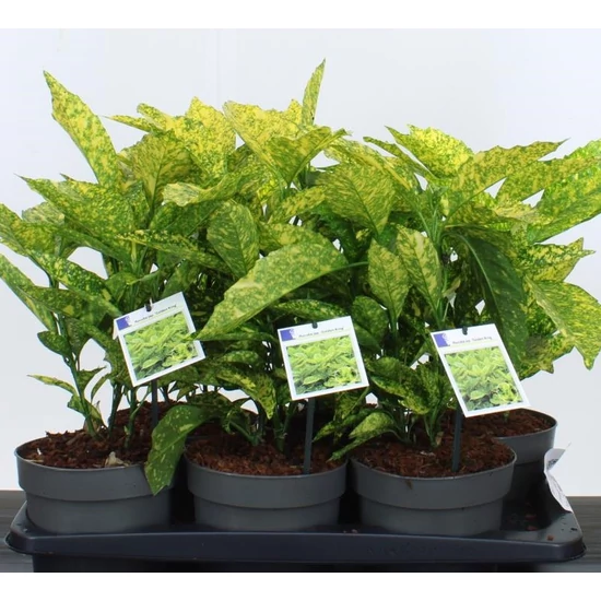 Márványos babérsom   AUCUBA JAPONICA GOLDEN KING 20/30 CS17