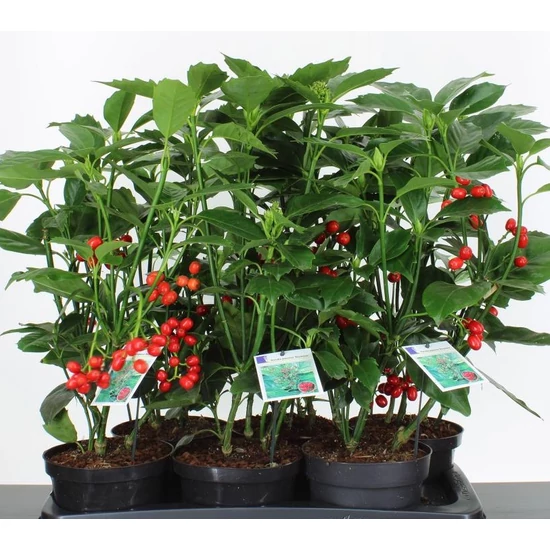 Japán babérsom   AUCUBA JAPONICA ROZANNIE 30/40 CS17