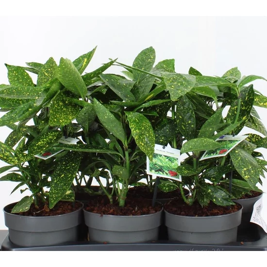 Tarkalevelű babérsom   AUCUBA JAPONICA VARIEGATA 25CM CS17