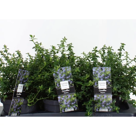 Kék táskavirágCEANOTHUS THYRSIFLORUS REPENS 15/+ CS17