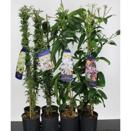 Iszalag    CLEMATIS CARTMANII AVALANCHE 90CM K2