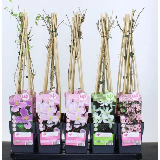 Hegyi iszalag   CLEMATIS MONTANA FAJTÁK 60/70 CS15