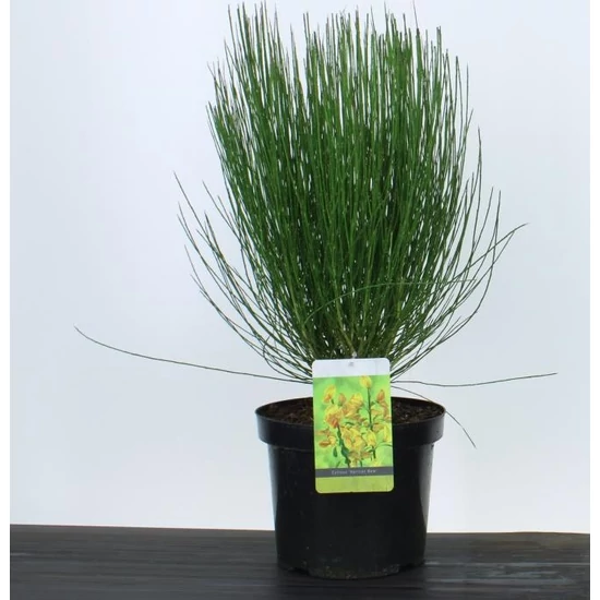 Korai zanót   CYTISUS APRICOT GEM 40/+ K7,5