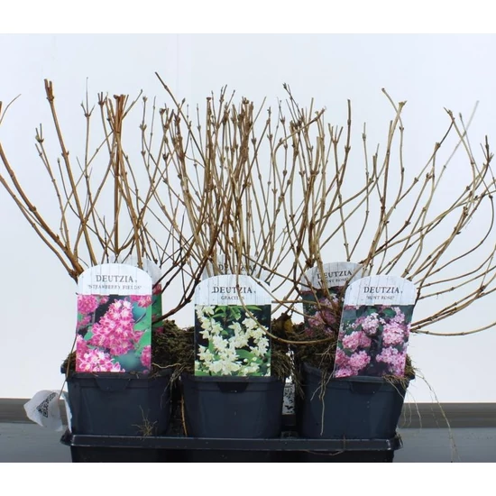 Gyöngyvirágcserje    DEUTZIA FAJTÁK 35/40 K2