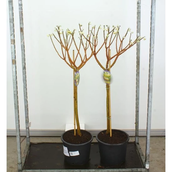 Papírcserje    EDGEWORTHIA CHRYSANTHA GRANDIFLORA T80 K20
