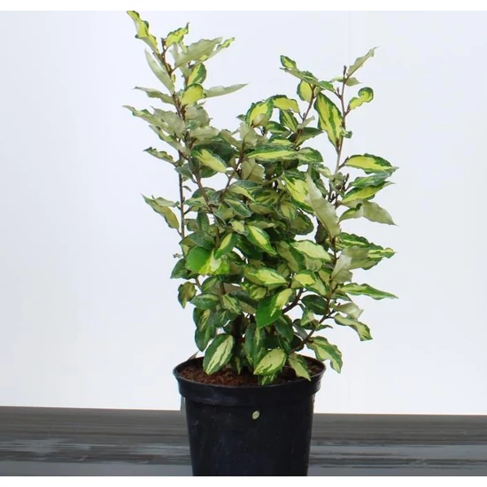 Tarka levelű ezüst fa ELAEAGNUS EBBINGEI MARYLINE 30/40 K3