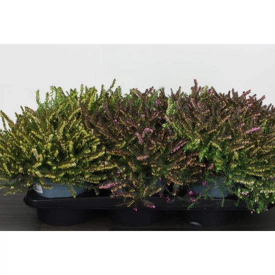 Alpesi hanga   ERICA DARLEYENSIS 35CM CS17