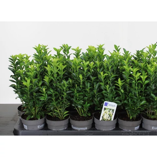 Japán kecskerágó   EUONYMUS JAPONICUS PALOMA BLANCA 10/15 CS9,5