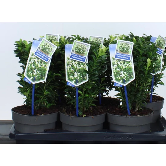 Japán kecskerágó   EUONYMUS JAPONICUS PALOMA BLANCA 20/25 CS17
