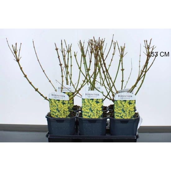 AranyvesszőFORSYTHIA INTERMEDIA GOLDRAUSCH 40/50 K2