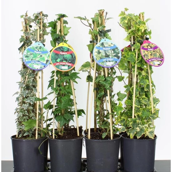 Közönséges borostyán   HEDERA HELIX FAJTÁK 65CM K2