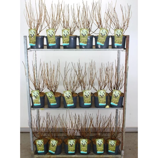 Cserjés hortenzia   HYDRANGEA ARBORESCENS ANNABELLE 50/60 K5