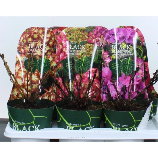 Kerti hortenzia   HYDRANGEA BLACK DIAMONDS 15/20 K2