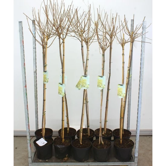 Bugás hortenzia  HYDRANGEA PANICULATA LIMELIGHT T120 K7,5