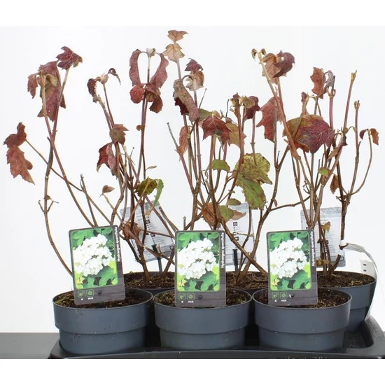 Tölgylevelű hortenzia   HYDRANGEA QUERCIFOLIA 20/40 K2