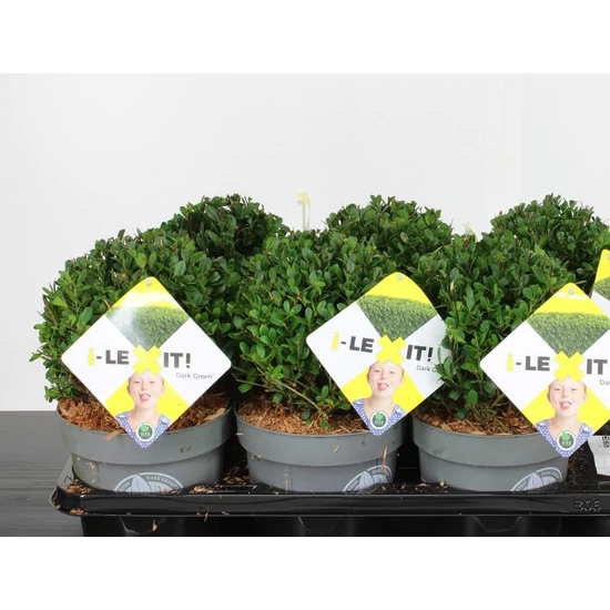 Csipkéslevelű magyal  ILEX CRENATA DARK GREEN 15CM GÖMB K2